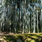 Kyoto 2019, Saiho-Ji or Kokedera. The moss temple